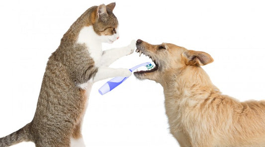 Mondhygiëne hond/kat/puppy/kitten | Tanden poetsen