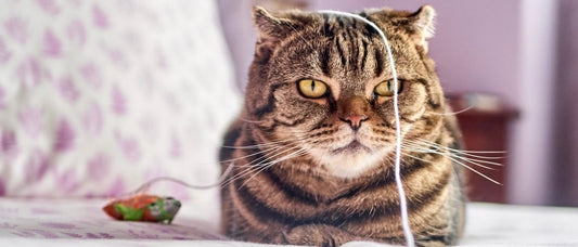 Verrijking hond/kat/puppy/kitten