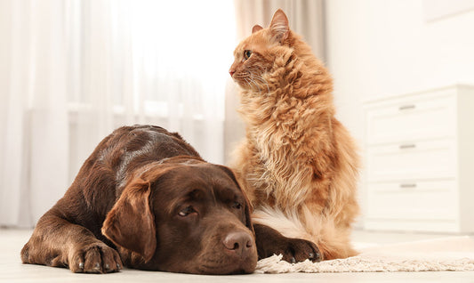 Tips voor warme dagen hond/puppy/kat/kitten