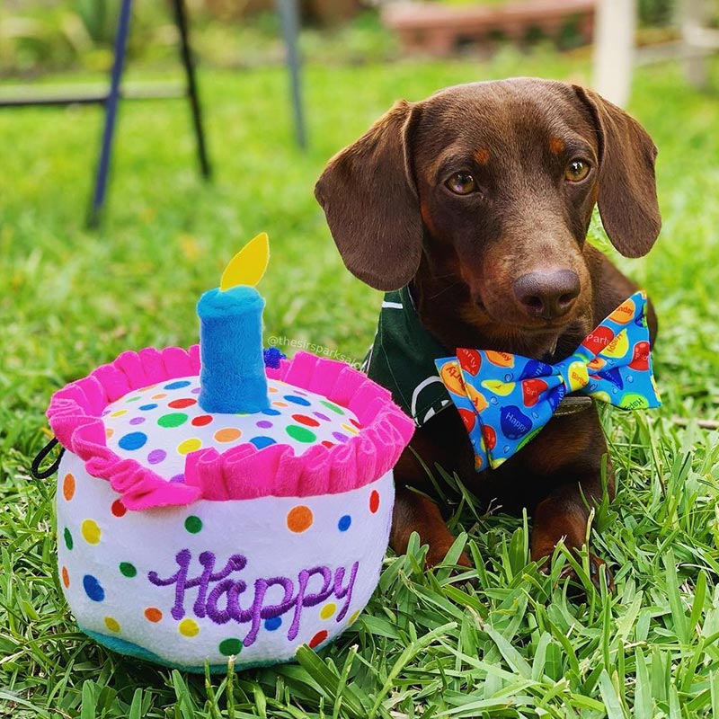 Lulubelles - Happy Barkday Cake - Small