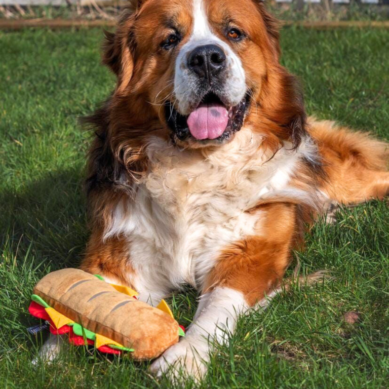 PawStory - Pupway Sandwich | Knuffel piep speelgoed hond/puppy