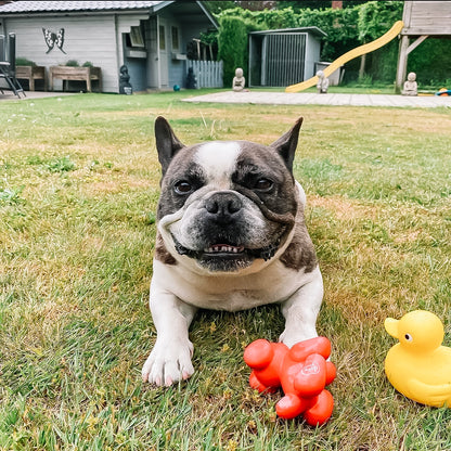 Latex Balloon Pug | Piep kauw speelgoed hond/puppy