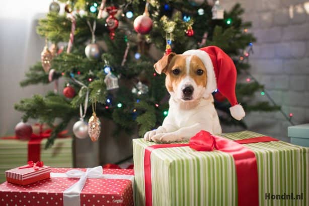 *PRE-ORDER* Christmas surprise box hond