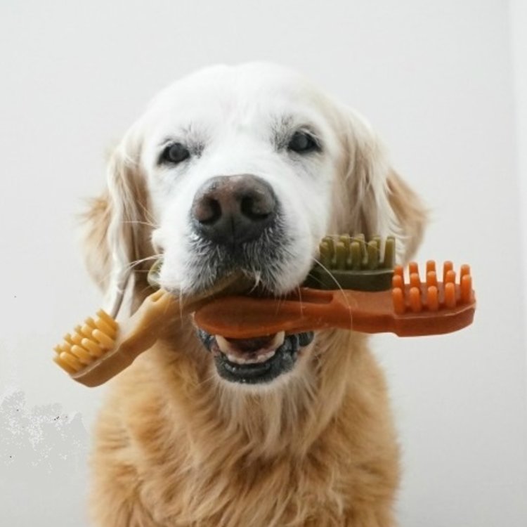 Whimzees Tandenborstel | Hypoallergene caloriearme kauw snack tanden poetsen hond