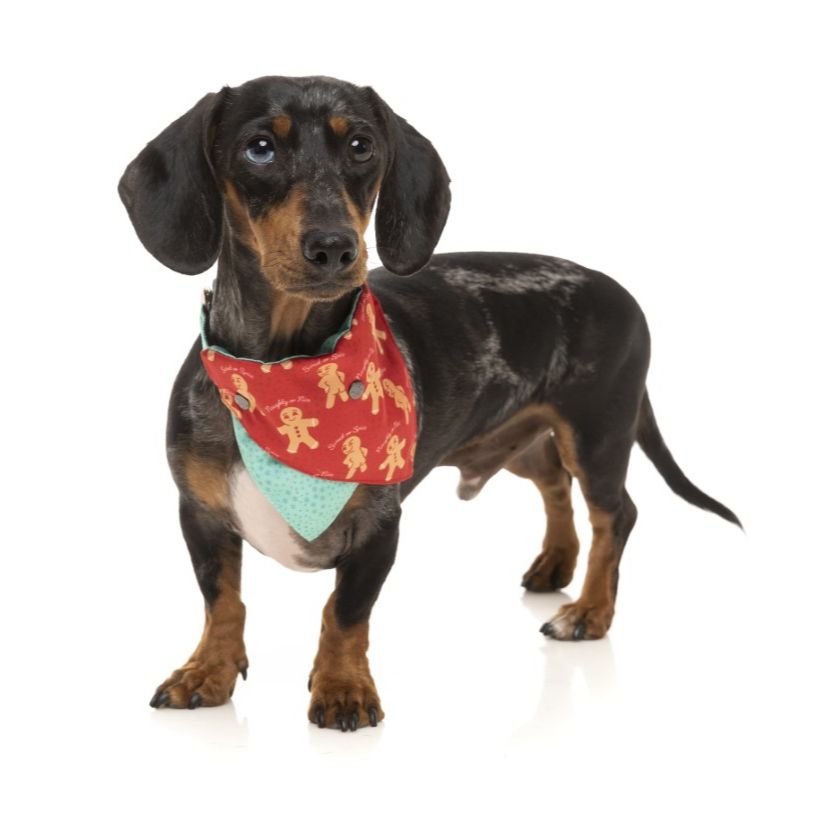 Fuzzyard - Bandana - Naughty Ginger - S/M