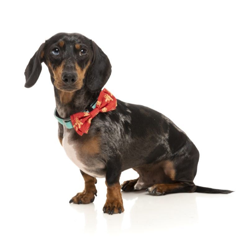 Fuzzyard - Bowtie - Naughty Ginger - S